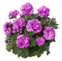 Bild von Geranium Hang P12 Double Royal bleu